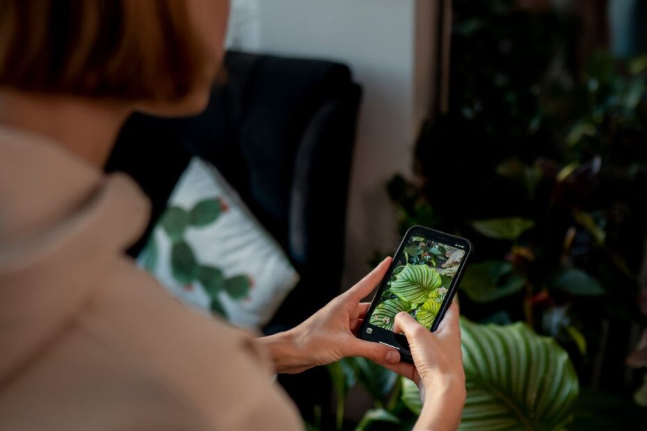 App para Identificar plantas: Siga o Passo a Passo para uma Aventura Ambiental