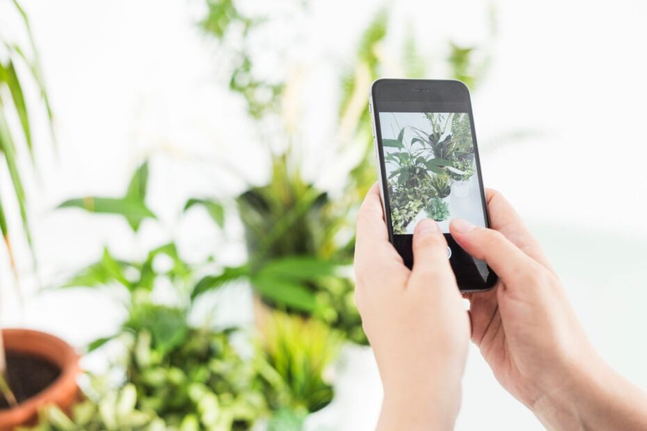 Aplicativo para Identificar Plantas por Foto: Descubra Agora o Nome da Sua